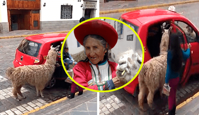 Vía Facebook: dueña de la llama que tomó taxi en Cusco contó la verdad de los hechos [VIDEO]