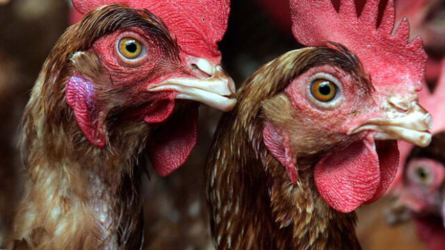 Francia prohibirá la venta de huevos de gallinas criadas en jaulas