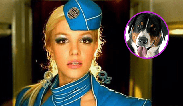 Twitter: perro canta por accidente “Toxic” de Britney Spears y los usuarios enloquecen [VIDEO]