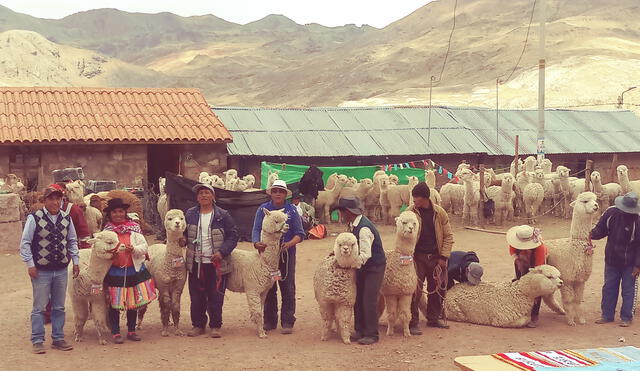 Huancavelica: Criadores alpaqueros de Huachocolpa participan en pasantía a Arequipa y Puno