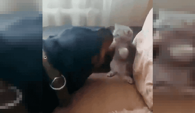 YouTube viral: deja a su rottweiler junto a pequeño gato y cuando regresa los encuentra en una desconcertante escena [VIDEO]