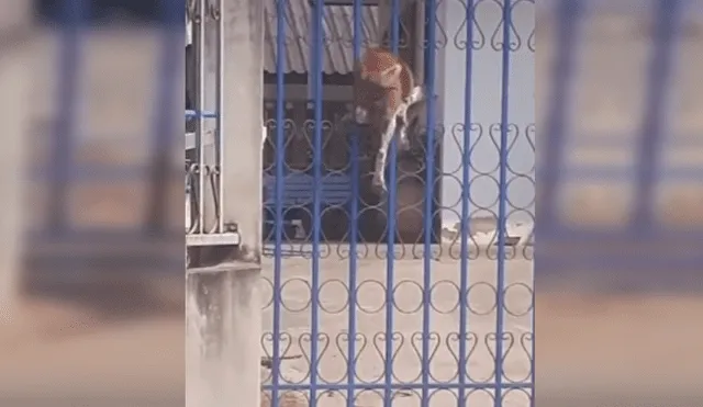 Vía Facebook, se hizo viral la divertida escena que protagonizó un astuto can para salir a la calle pese a estar encerrado