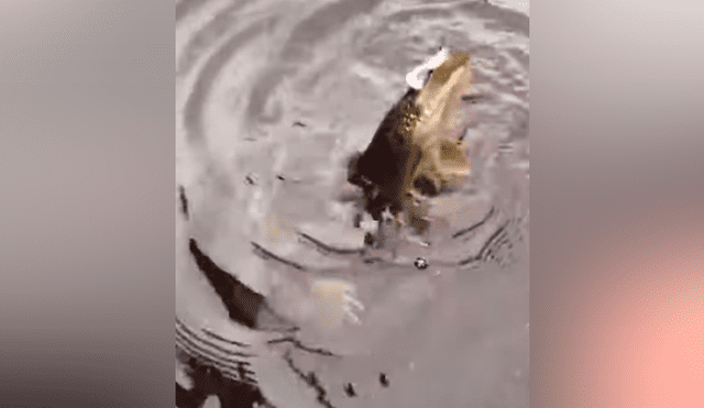 Hombre pesca un pez y extraña criatura emerge del río para devorar su presa [VIDEO] 