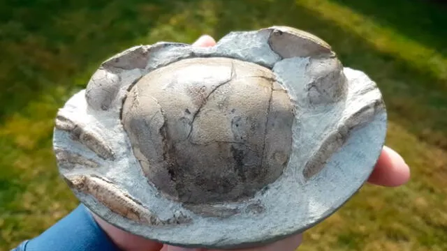 Desliza las imágenes para ver el increíble hallazgo que hizo un paleontólogo en el interior de una extraña roca. Foto: Newsflare