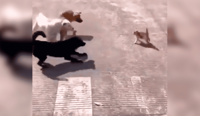 Video es viral en Facebook. Los perros se acercaron al pequeño felino para atacarlo y este los sorprendió con una insólita conducta