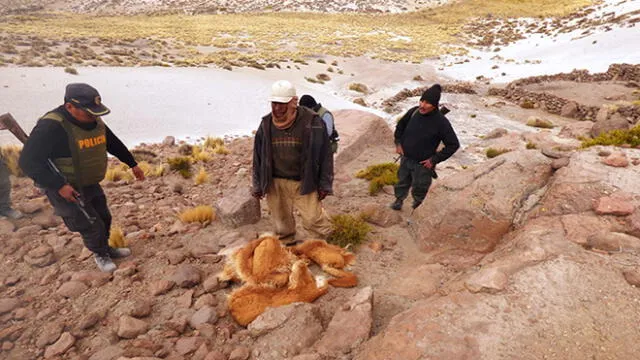 Moquegua: Sentencian a 6 años de cárcel a cazador furtivo de vicuñas
