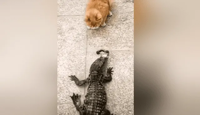 A través de Facebook se hizo viral este curioso enfrentamiento entre un gato y un cocodrilo por un poco de comida.