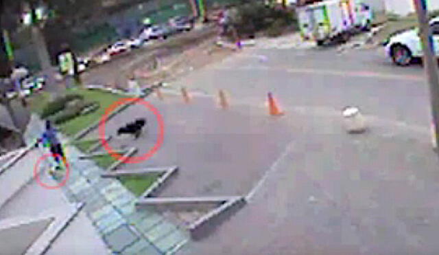 Nuevo caso de ataque de rottweiler en La Molina [VIDEO]