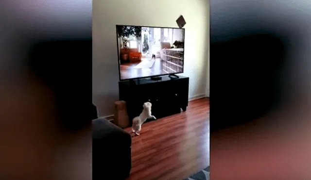 Desliza las imágenes para observar la emotiva reacción de un perro al notar a otros animales en la televisión.