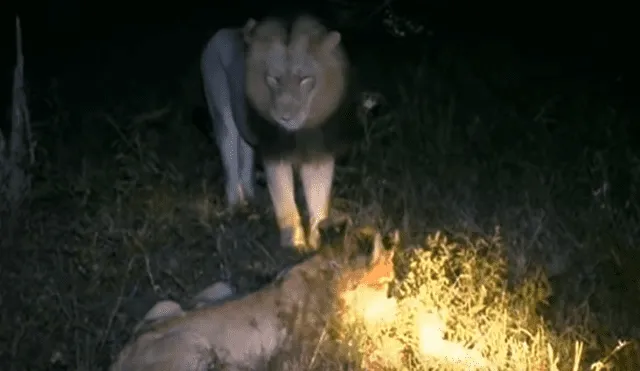 Desliza hacia la izquierda para ver las imágenes del viral de YouTube de un león enfrentándose con una manada de felinos.
