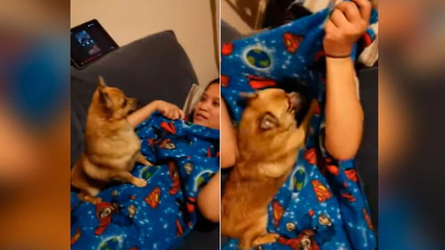 Desliza las imágenes para ver la dramática reacción que tuvo un cachorro al creer que su dueña había desaparecido. Foto: RM Videos