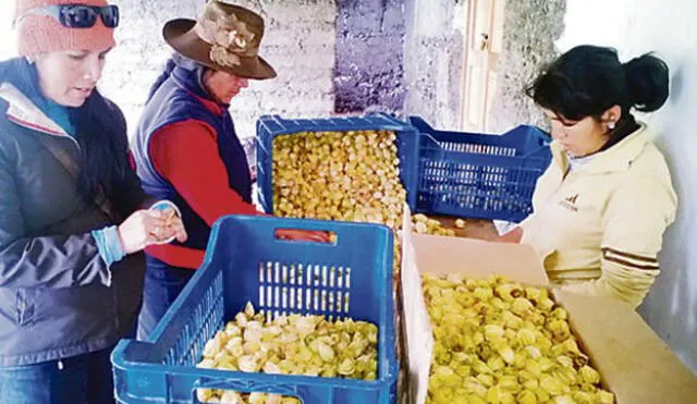 Chilenos cultivarán en Arica aguaymanto por sus beneficios