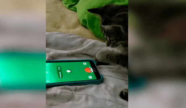 Video es viral en Facebook. Gato aprovechó la ausencia de su dueño para apropiarse de su celular y demostrar su gran destreza jugando Pokémon Go