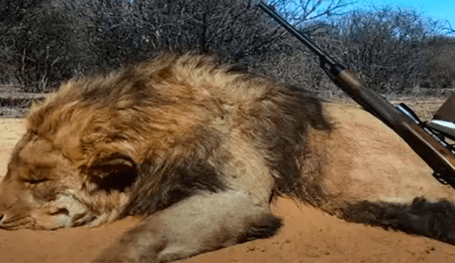Ashcroft realiza una campaña para prohibir la cría de leones en cautiverio en Sudáfrica. (Foto: Daily Mail)