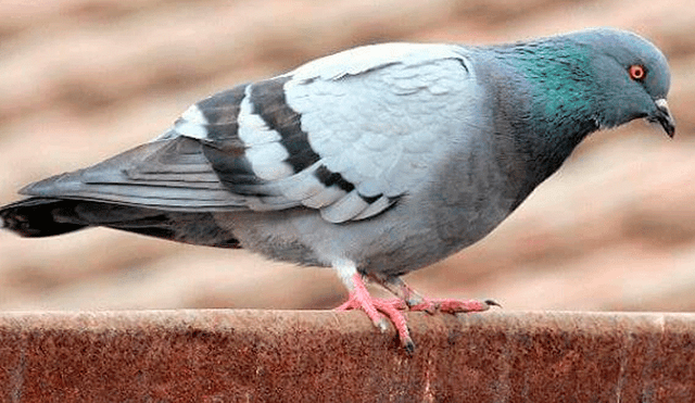 España: la terrible tradición de torturar palomas durante Semana Santa