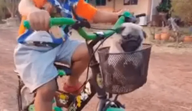 En Facebook, un pequeño llamó la atención de sus vecinos por fabricar una movilidad para sus mascotas.