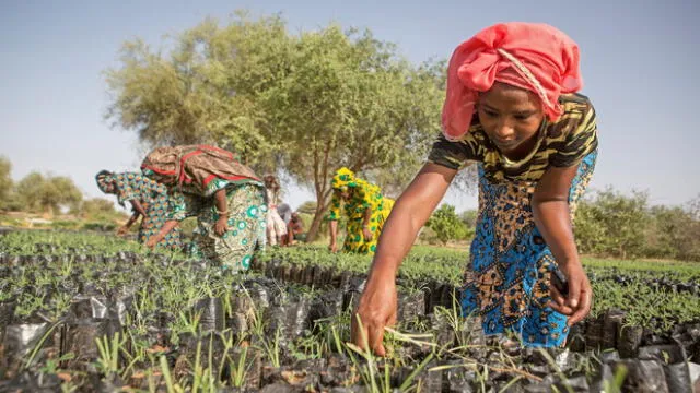 Koyly Alpha, Senegal- A young woman, part of the Women’s Association of Koyly, pulls weeds from seedlings that will be planted in a parcel contributing the Great Green Wall Project in Koyly Alpha, Senegal on Friday, August 2, 2019. 
200 women belong to the “Nanandiral Antent Koyly” (the Women’s Association of Koyly) and care for tens of thousands of seedlings that will be planted over 5 hectares in the region. They are paid 55.000CFA per season and planted 71,650 seedlings this past season alone with a 42% survival rate. 
(Jane Hahn for Time)