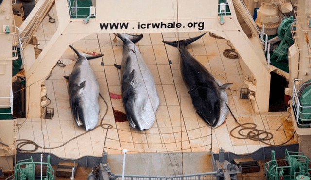 caza ballenas Japón