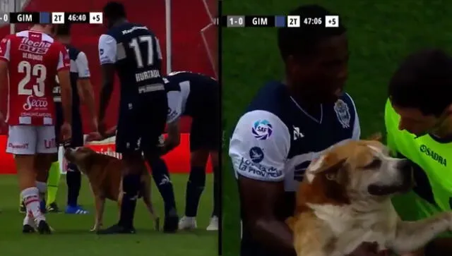 Youtube: perro invade partido y evita empate agónico de Gimnasia en Argentina [VIDEO]