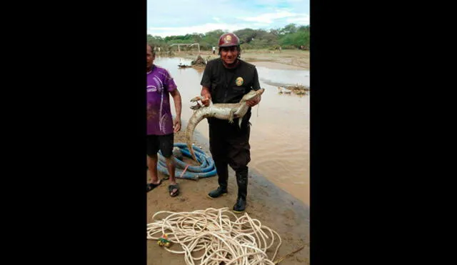 Lambayeque: Recapturan tres caimanes y un cocodrilos que escaparon tras inundación en Jayanca