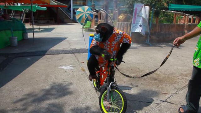 Tailandia: obligan a un mono a desinfectar zoológico sobre una bicicleta