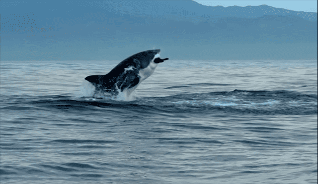 YouTube viral: lobos marinos sorprenden al atacar violentamente a gigantesco tiburón blanco [VIDEO]