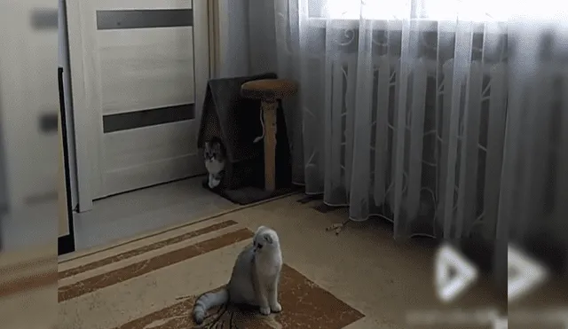 YouTube: Gatos se "enfrentan a un lobo" y el final sorprende a miles [VIDEO]
