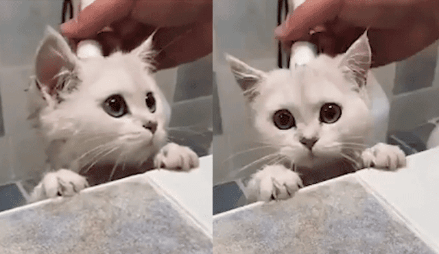 Facebook: gatito se ve tierno en su primer baño, hasta que lo más trágico le sucede [VIDEO]