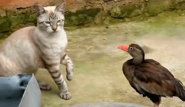 Facebook Viral: Este gato recibió una terrible lección tras quitarle su comida a un pato