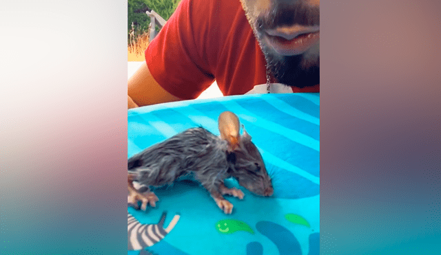 Desliza las imágenes para ver el dramático rescate que hizo un joven a un ratón que se estaba ahogando en una piscina. Foto: Mag Demon/TikTok