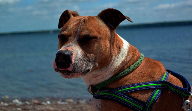 Perro pitbull mata a bebé recién nacido después que su hermano detuviera una pelea con otro can [VIDEO]