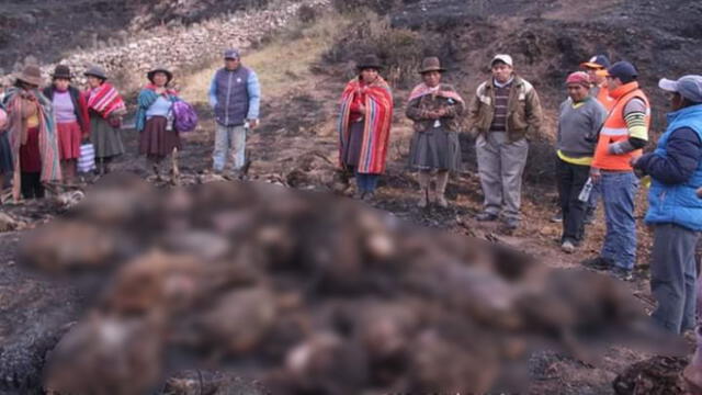 Incendio acabó con la vida de dos centenares de ovejas en Cusco