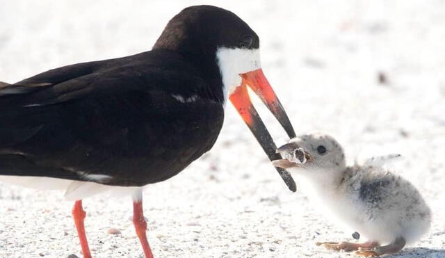 La Gaviota Pico de Tijera, también conocida como pájaro Skimmer o Rynchops niger, se encuentra en las regiones Neártica y Neotropical.