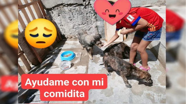 Más de 40 animales necesitan tu apoyo. /Créditos: Cortesía -Albergue Mascotas AlRescate