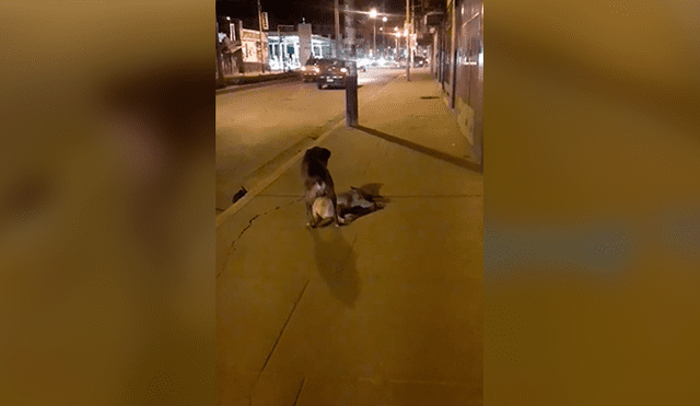 Facebook viral: perro intenta reanimar a su 'amigo' que murió atropellado en calle de Huancayo