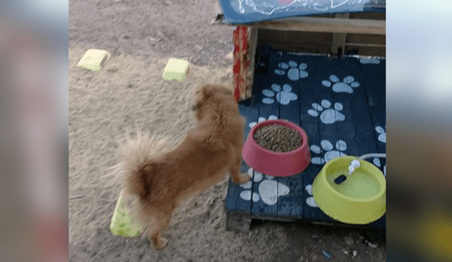 Vía Facebook: este es el primer 'restautant canino' para que Firulais tenga una cita romántica [FOTOS]