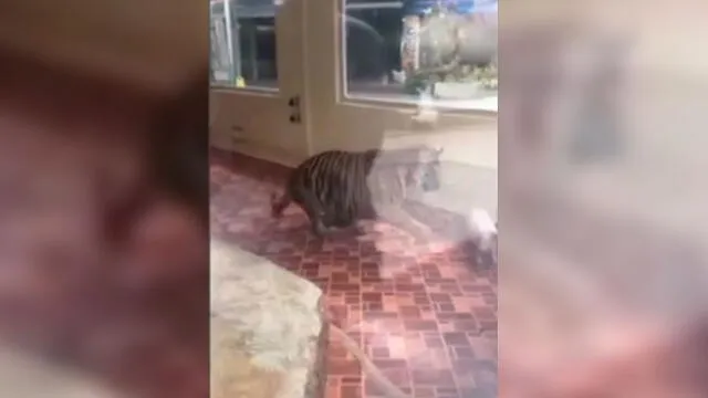 Critican a zoológico por poner a dos cerdos y un tigre juntos en una jaula [VIDEO] 