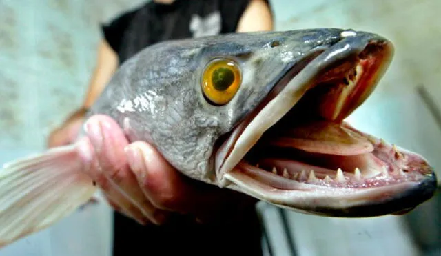 Es la primera vez que se halla al pez cabeza de serpiente en Georgia (EE. UU.). Foto del pez: AP.