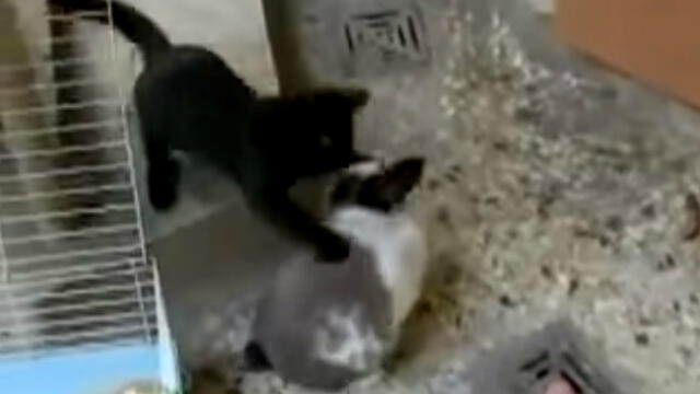 YouTube: gato no dejaba de molestar a conejo y este se vengó de la peor forma