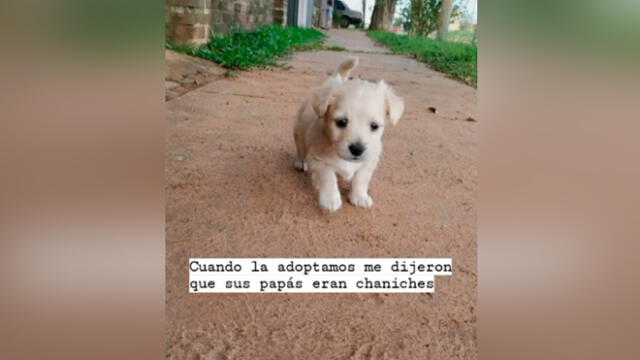 Desliza las imágenes para descubrir lo que pasó con esta presunta french poodle que resultó ser de otra raza. Foto: Agustina Chavez Gomez/Tiktok