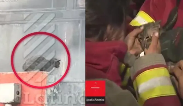 Incendio en Las Malvinas: gata atrapada en siniestro fue rescatada por los bomberos [VIDEO]