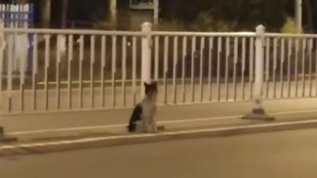 Perro espera a su dueña en la carretera donde perdió la vida durante meses [VIDEO]