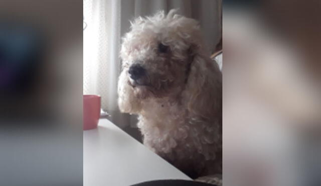 Desliza las imágenes para ver más sobre Bonzo, el perrito que ha cautivado las redes sociales por su tierno comportamiento. Foto: Twitter