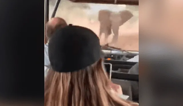 elefante embiste auto sudáfrica