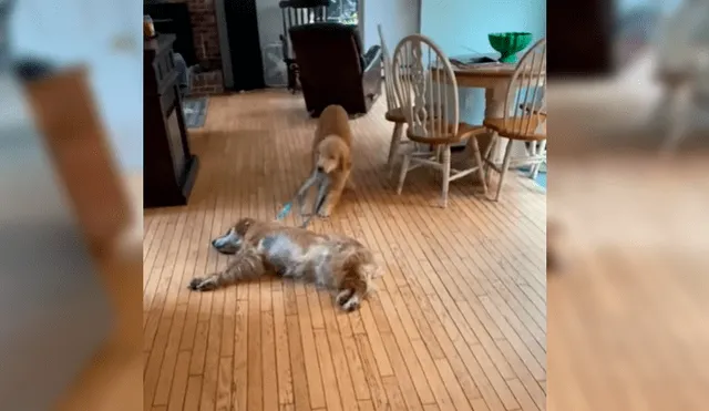 Video es viral en Facebook. Cachorro hizo de todo por levantar al astuto can, que estaba permanecía tirada en el piso sin mover una sola parte de su cuerpo