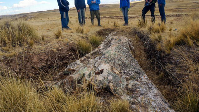 Árbol fósil encontrado en Cusco, Perú. Crédito: Rodolfo Salas Gismondi.