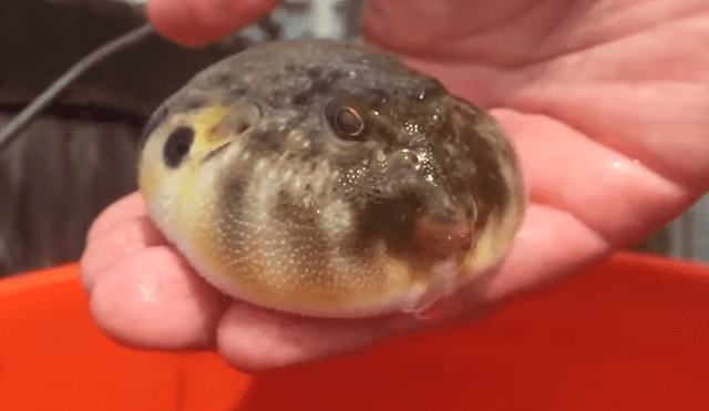 YouTube Viral: Sorpresa al coger un pez globo y moverlo con la mano