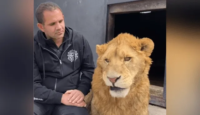 Desliza hacia la izquierda para ver la reacción que tuvo un león al encontrarse con el hombre que lo cuidó de bebé. Video se hizo viral en YouTube.