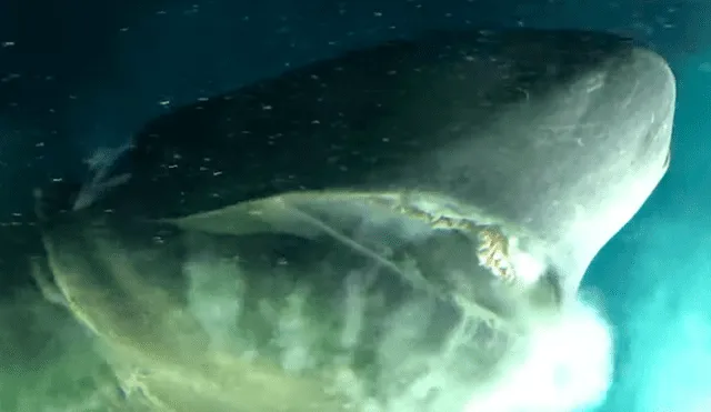 El enorme depredador vive bajo mil metros de profundidad y ha sido filmado pocas veces. Foto: captura