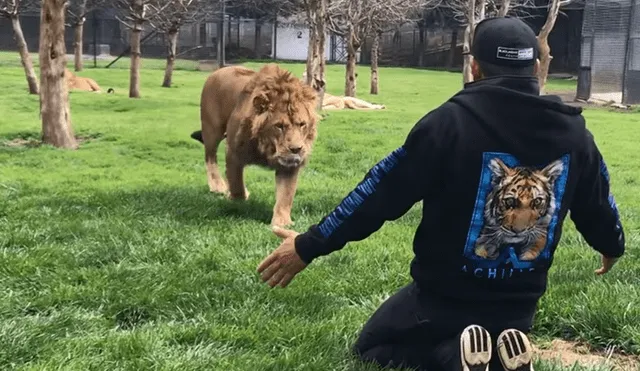 Facebook viral: conmovedor momento en que león se reencuentra con su cuidador y depredador se vuelve mansito